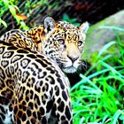 Leopard 06