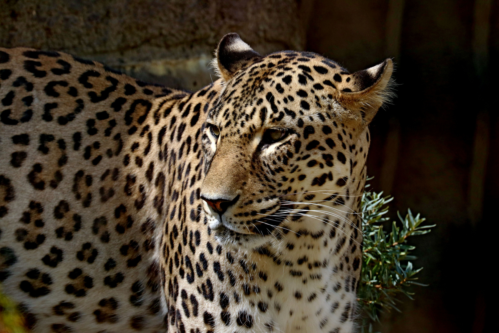 Leopard