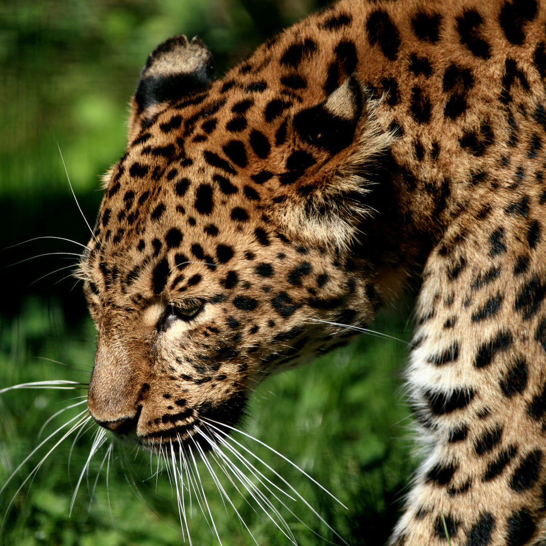 Leopard