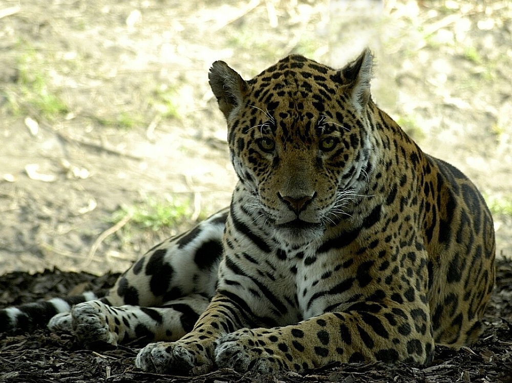 Leopard