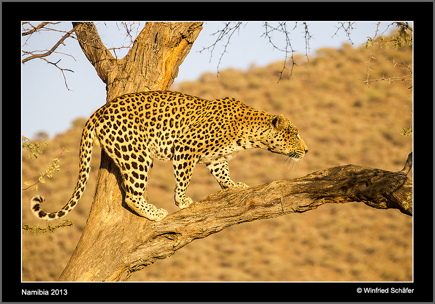 Leopard 1 captive