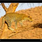 Leopard 1 captive