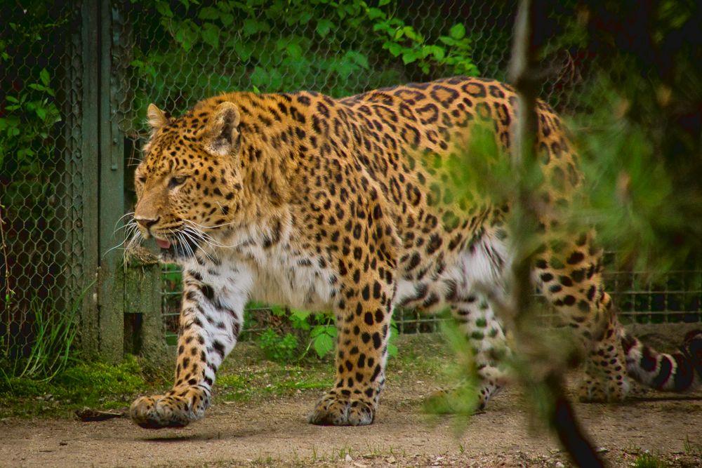 Leopard-1 von Säubrenner