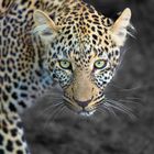 Leopard 1 in der Masai Mara Kenia