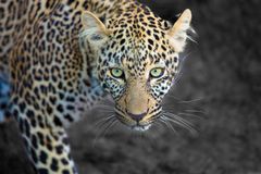 Leopard 1 in der Masai Mara Kenia