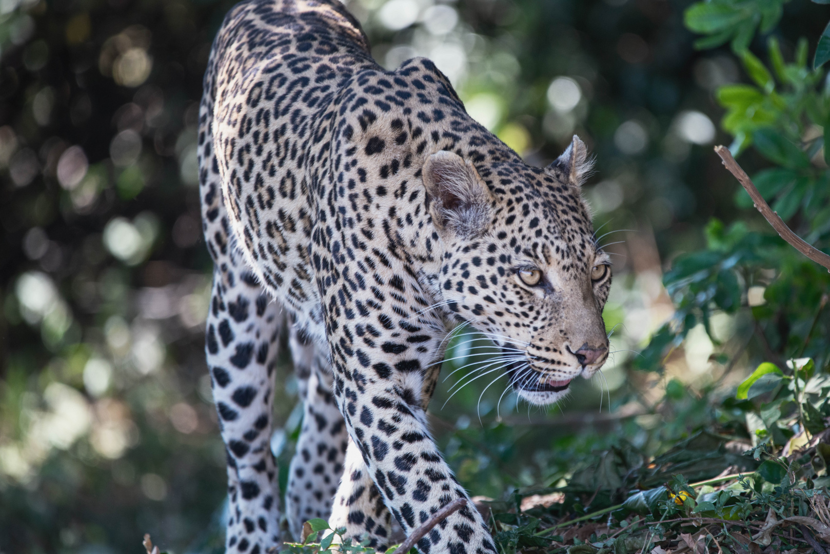 Leopard (1 von 1)