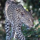 Leopard (1 von 1)