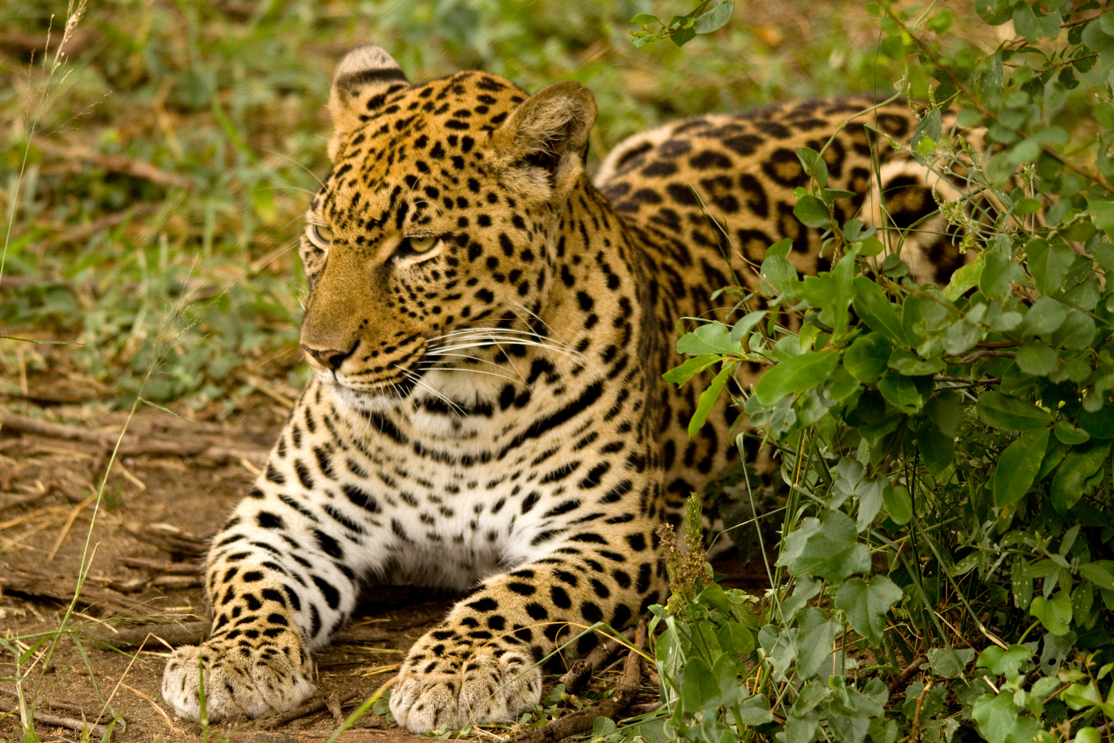 Leopard