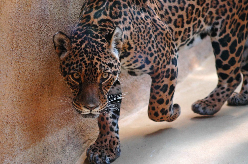 Leopard