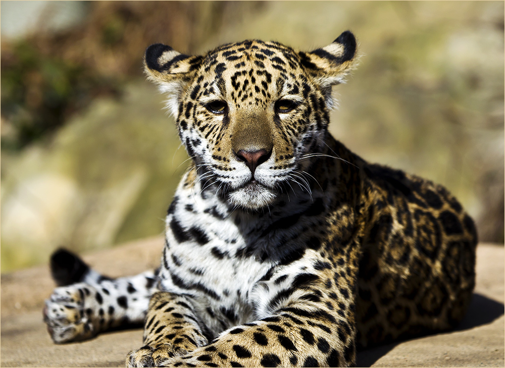 *** Leopard (2) ***