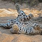 Leopard (2)