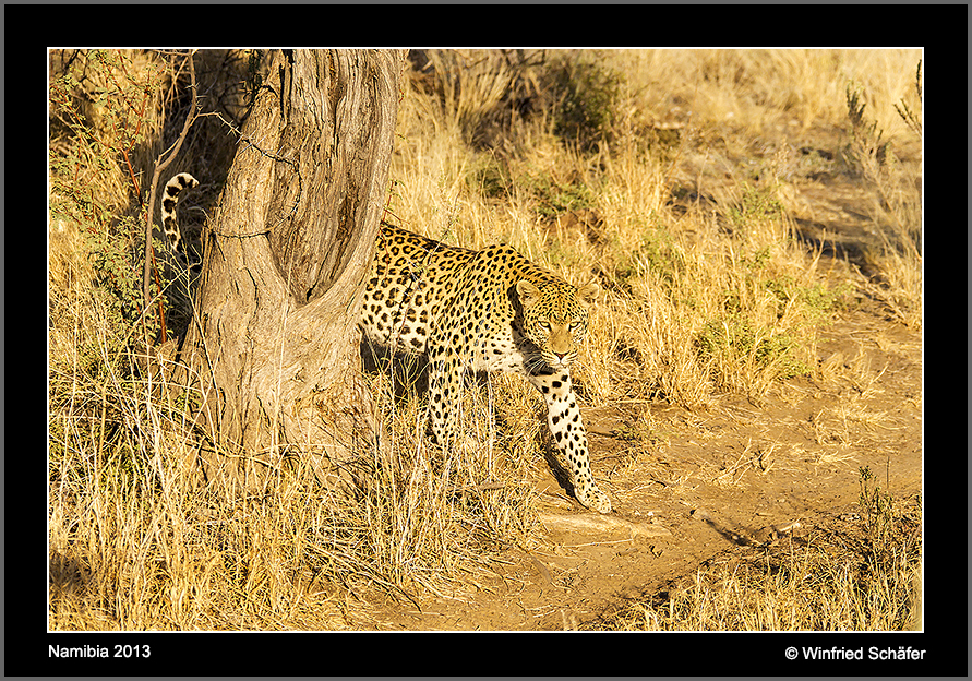 Leopard 2 Captive