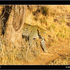 Leopard 2 Captive