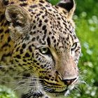 Leopard 2