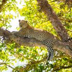 Leopard 2 in der Masai Mara Kenia