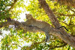 Leopard 2 in der Masai Mara Kenia