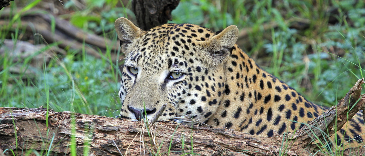 Leopard 2, Namibia 2019