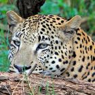 Leopard 2, Namibia 2019