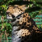 Leopard (2021_11_09_9175_ji)