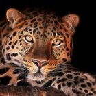 Leopard....