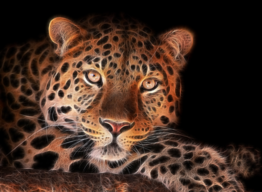 Leopard....