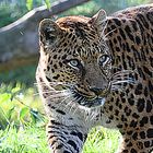 Leopard