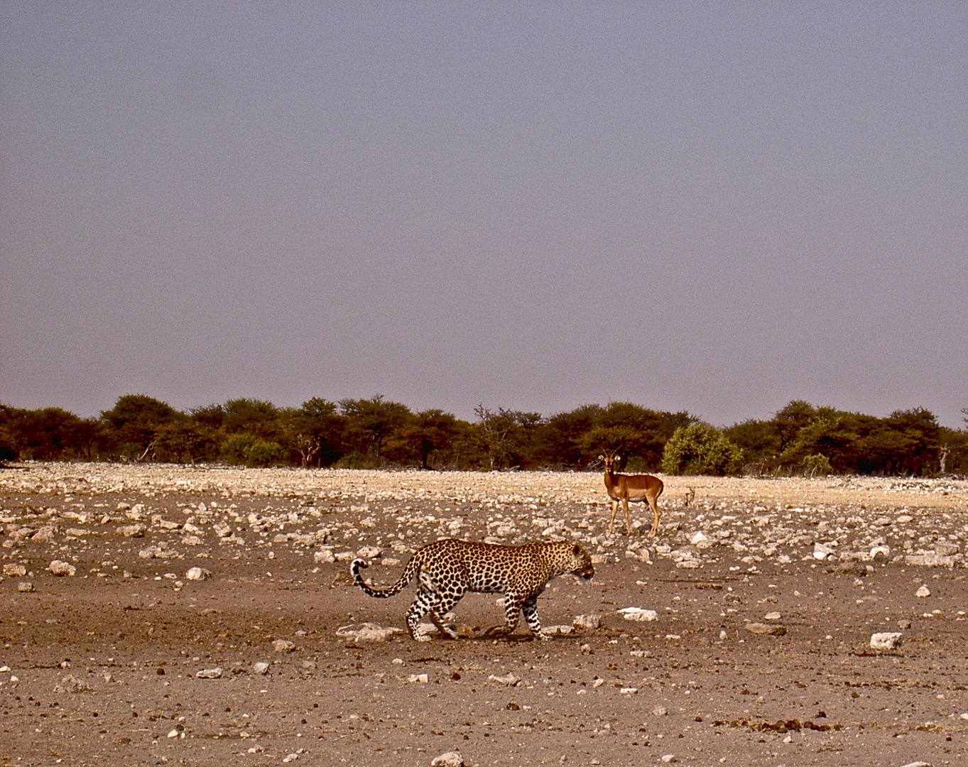 Leopard