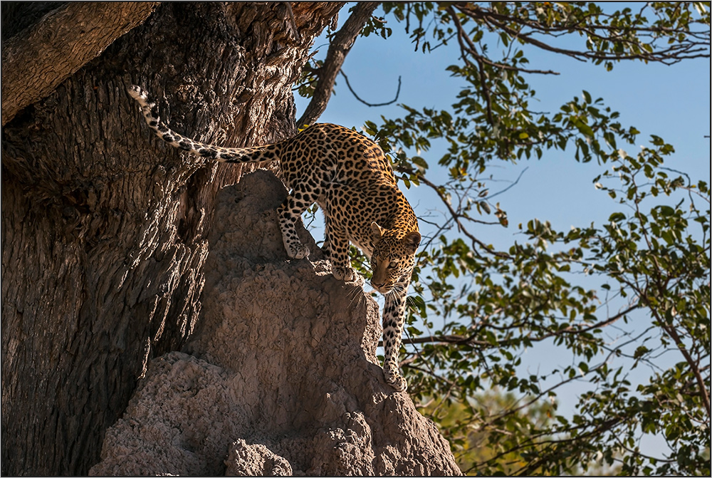 Leopard 3