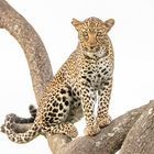 Leopard 3 in der Masai Mara Kenia