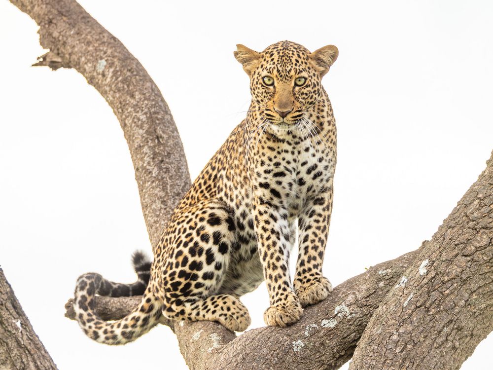 Leopard 3 in der Masai Mara Kenia