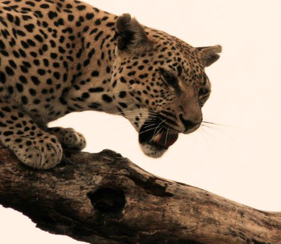 Leopard