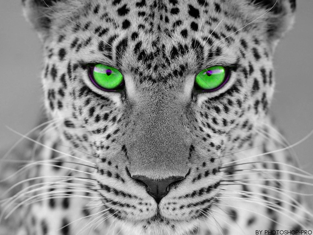 Leopard Foto Bild Tiere Wildlife Saugetiere Bilder Auf Fotocommunity