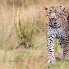 Leopard -