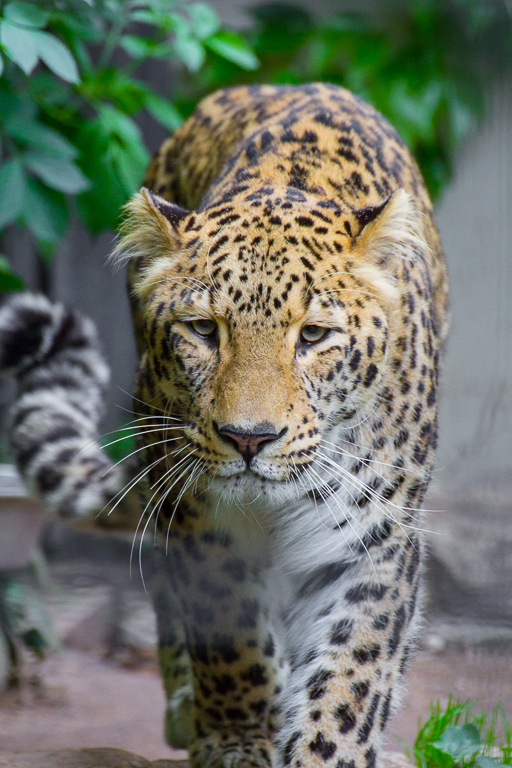 Leopard