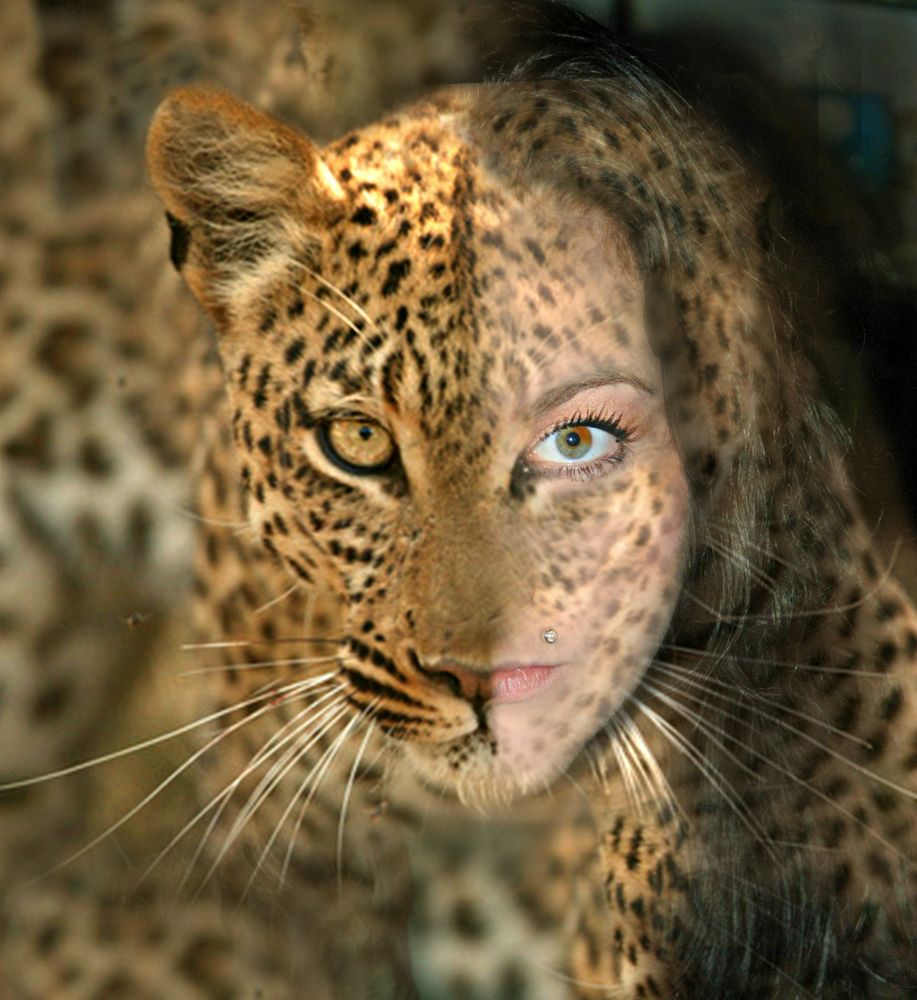 LEOPARD