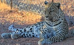 Leopard