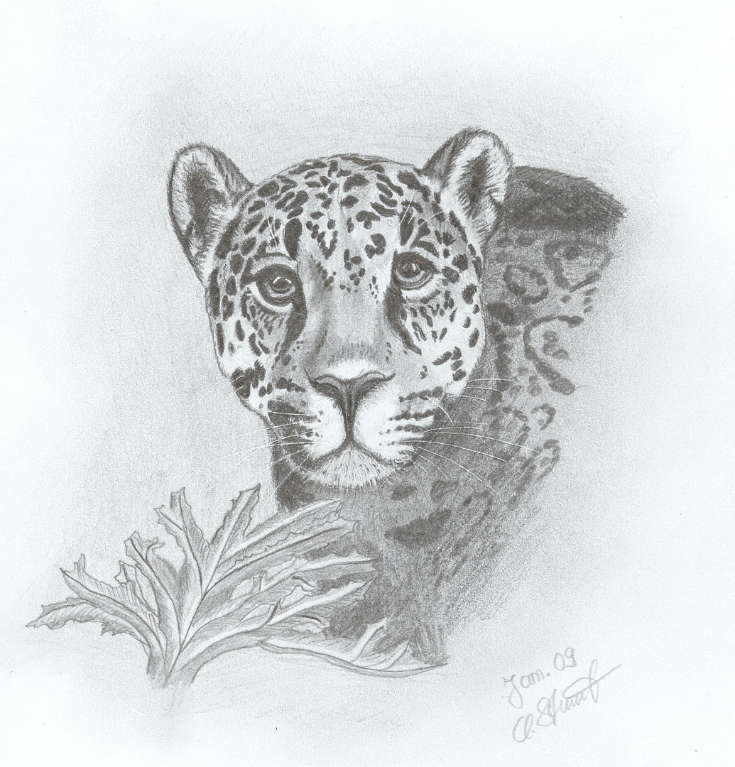 Leopard