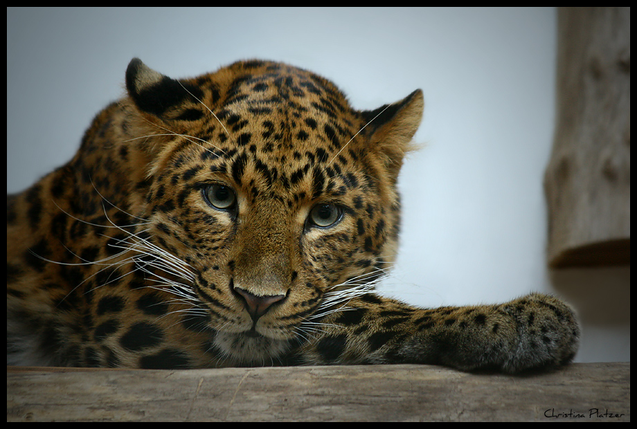 Leopard