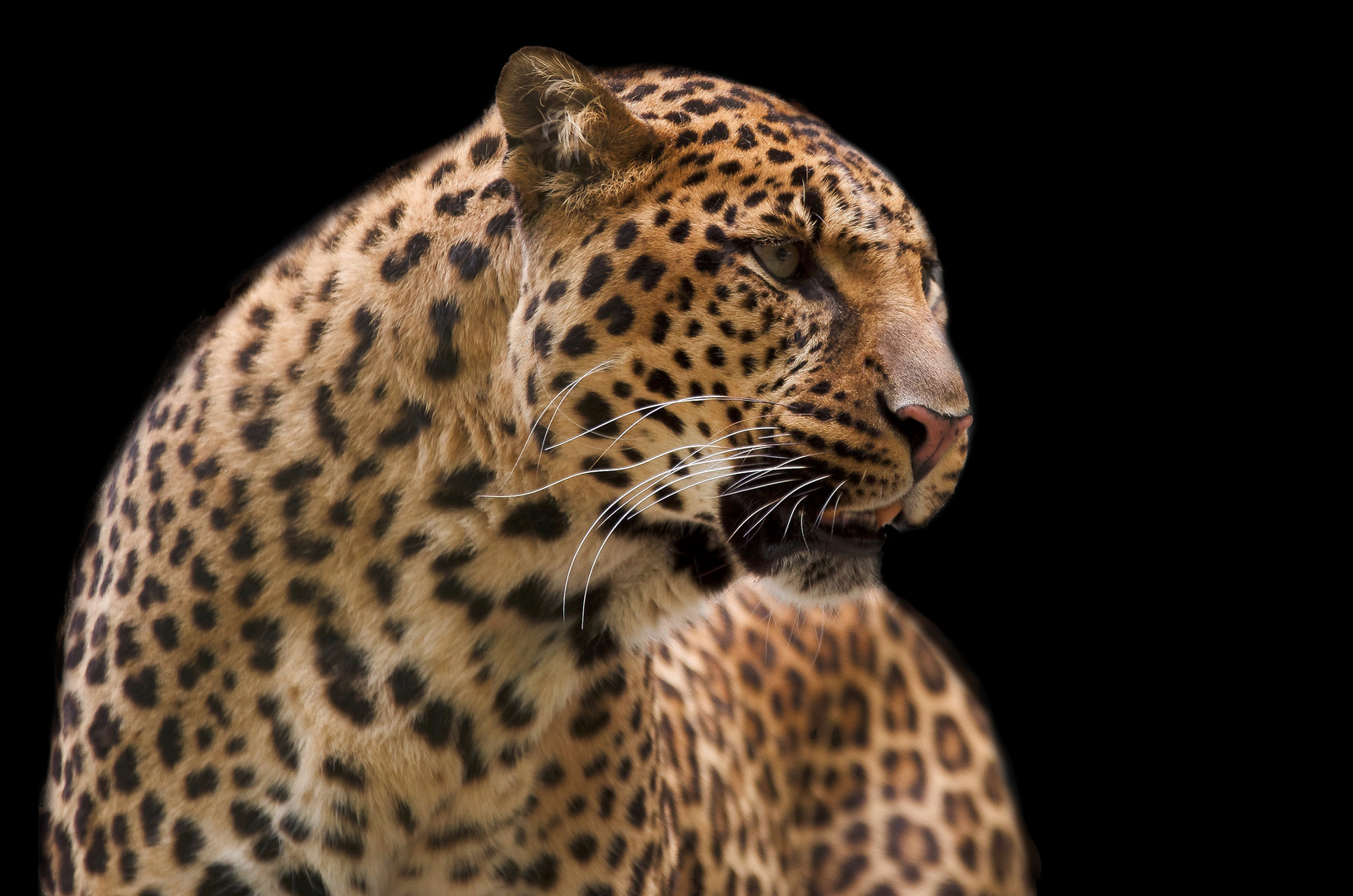 Leopard