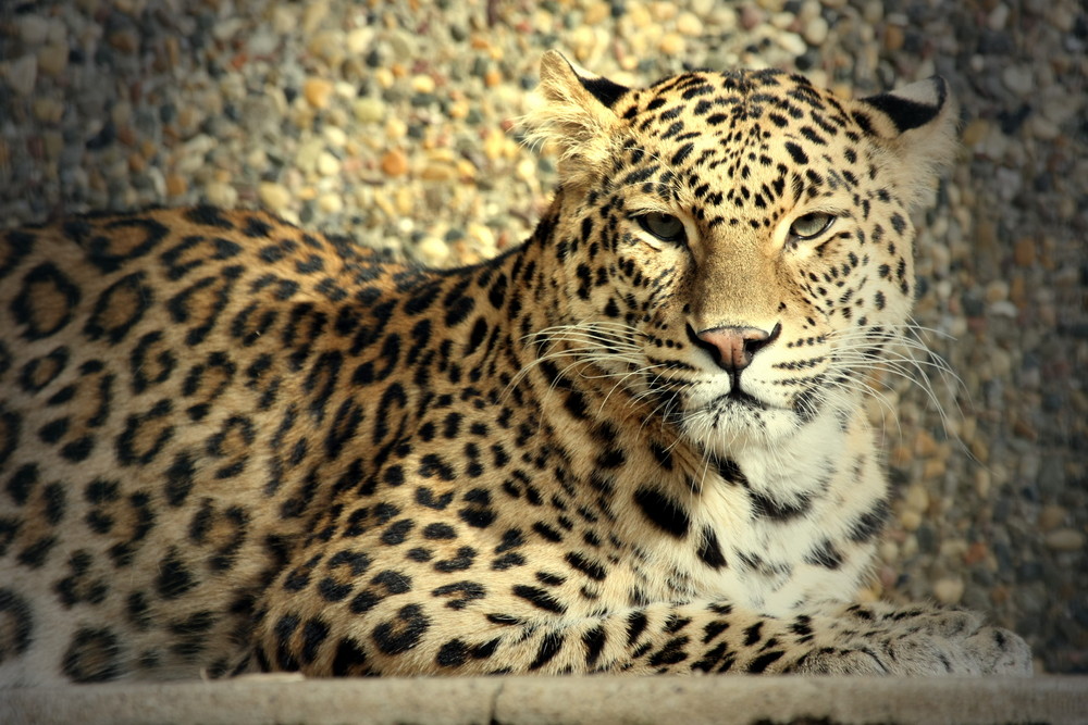 Leopard