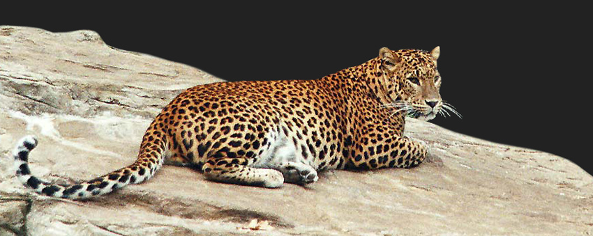 Leopard