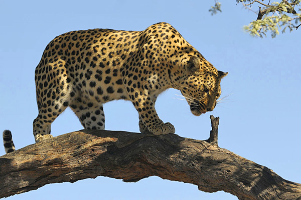 Leopard