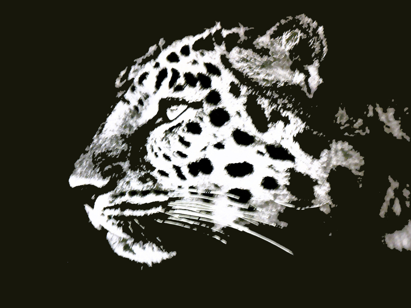  Leopard 