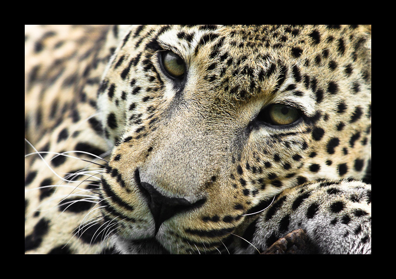 leopard