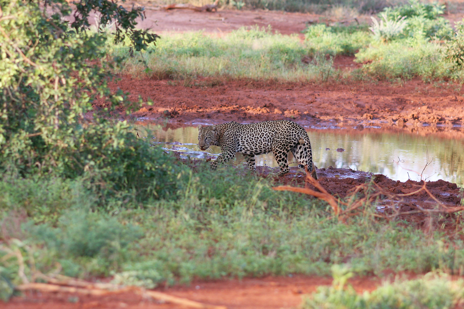 Leopard!