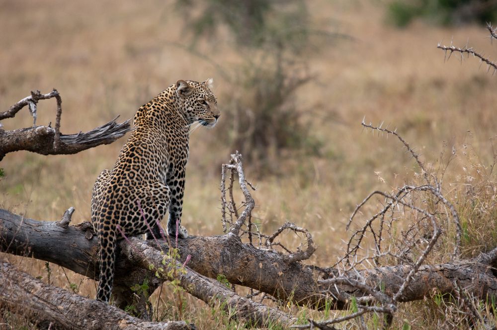 Leopard von Martin Schenner 