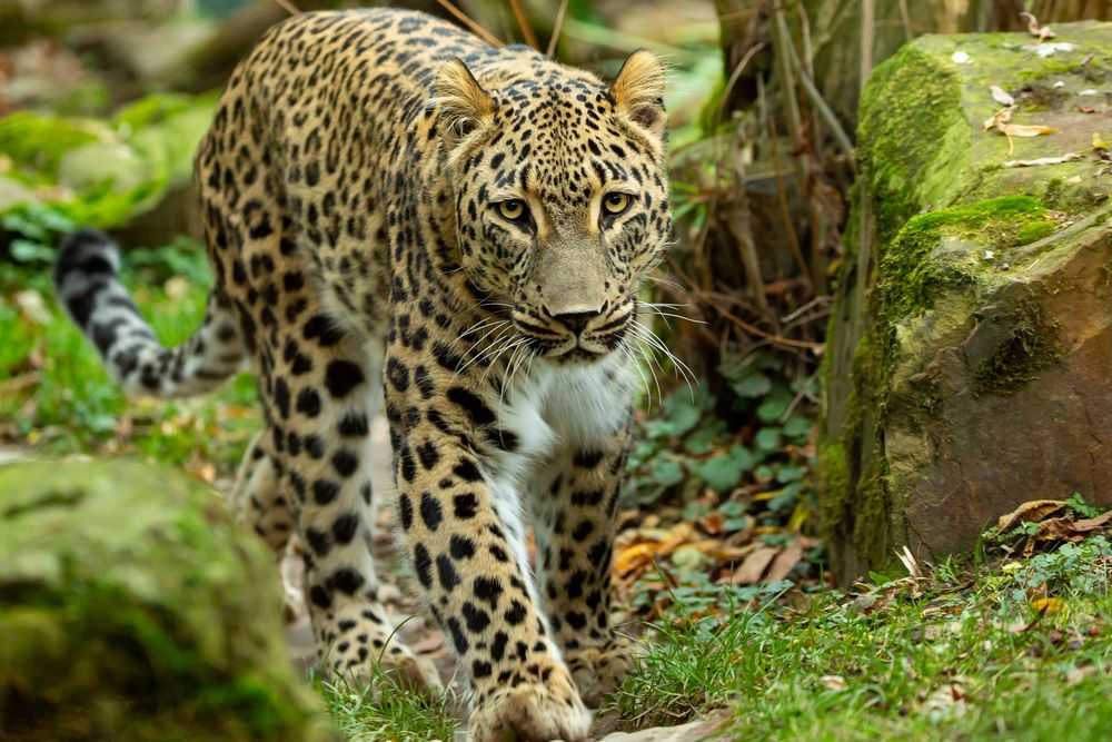 Leopard Foto & Bild tiere, zoo, wildpark & falknerei, säugetiere Bilder auf Leopard Foto & Bild tiere, zoo, wildpark & falknerei, säugetiere Bilder auf