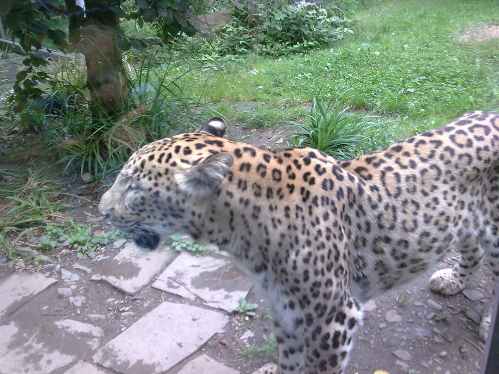 Leopard