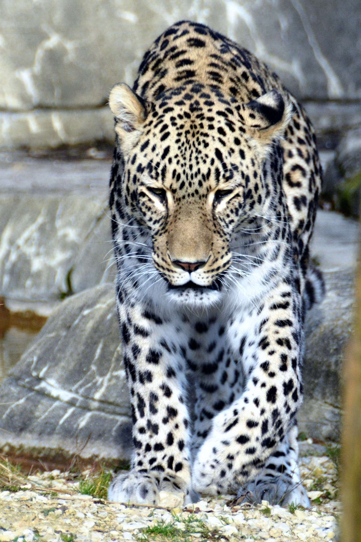 Leopard