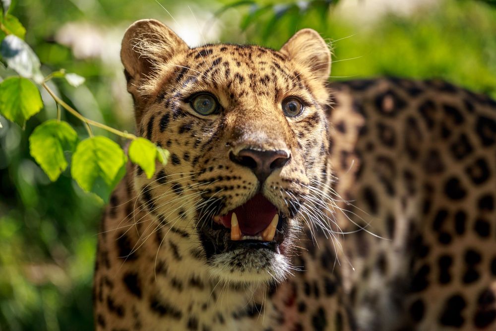 Leopard Foto & Bild | tiere, zoo, wildpark & falknerei, säugetiere